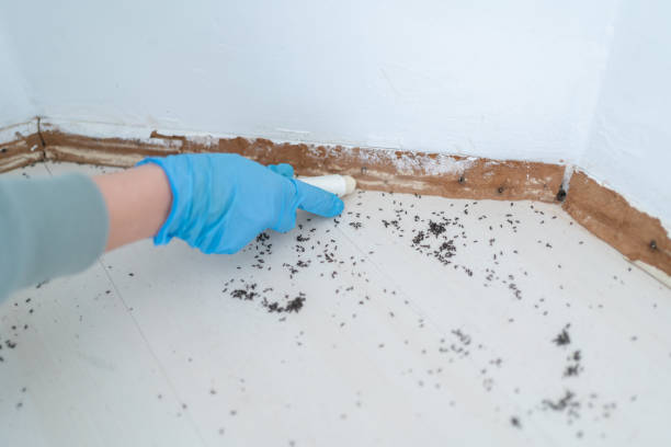 Professional Pest Control in South Dos Palos, CA